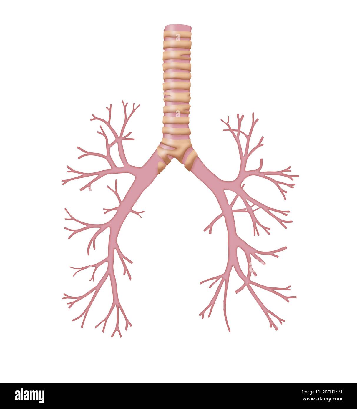 Trachea and Bronchi Stock Photo Alamy