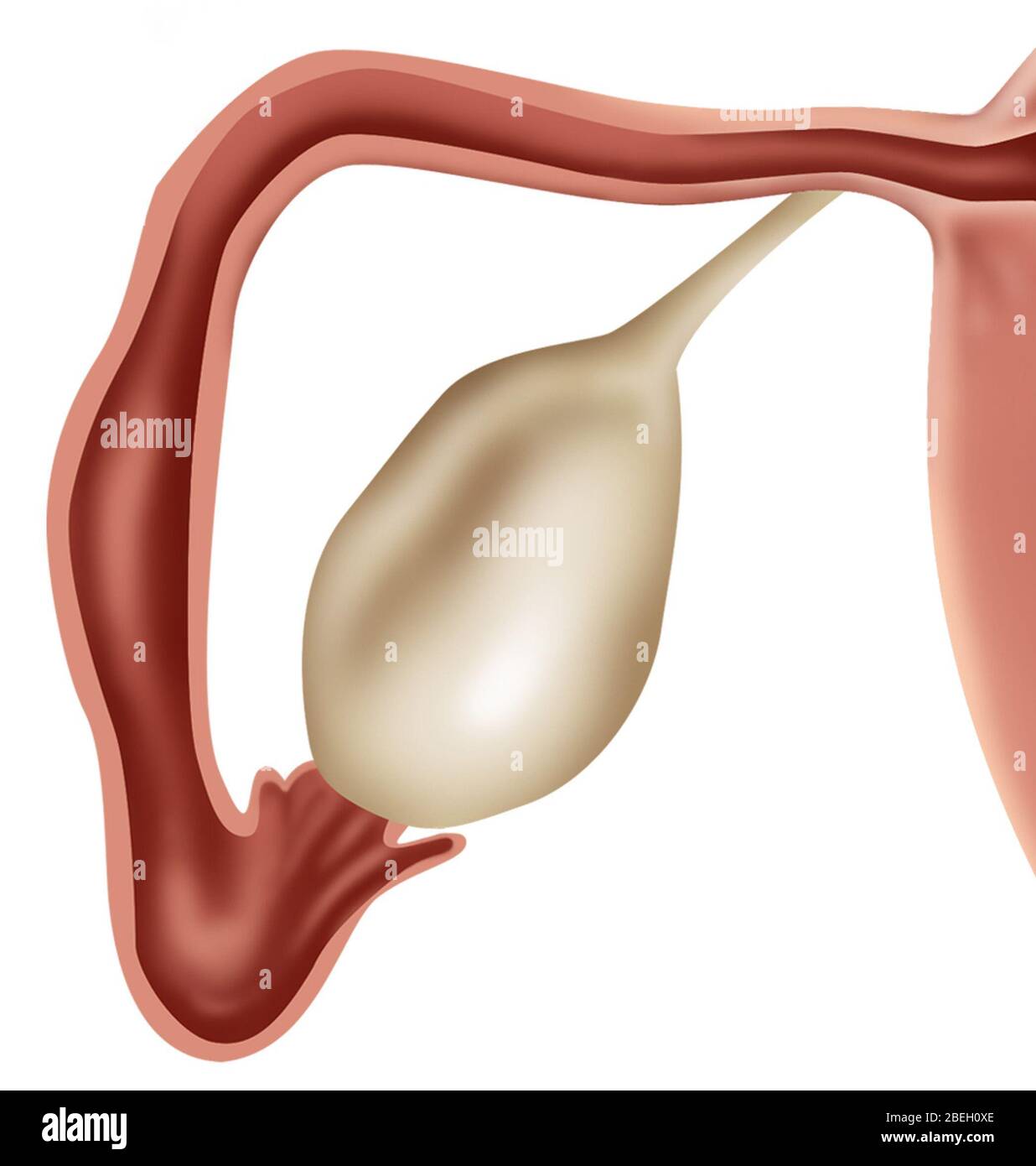 Female ovary hires stock photography and images Alamy