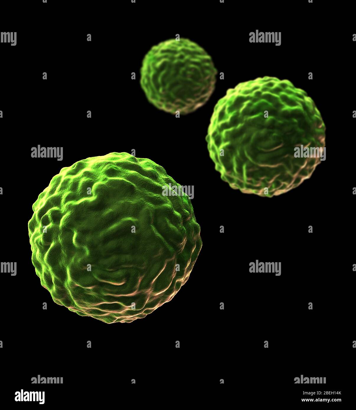 Illustration of stem cells. Stem cells can differentiate into any other cell type. There are three main types of mammalian stem cell: embryonic stem cells, derived from blastocysts; adult stem cells, which are found in some adult tissues; and cord blood stem cells, which are found in the umbilical cord. The type of cell they mature into depends upon the biochemical signals received by the immature cells. Stock Photo
