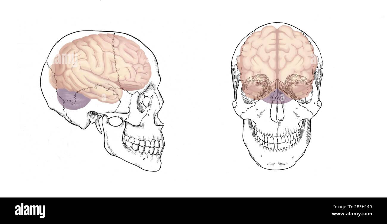 Views Of The Anatomy Of The Human Skull High Resolution Stock