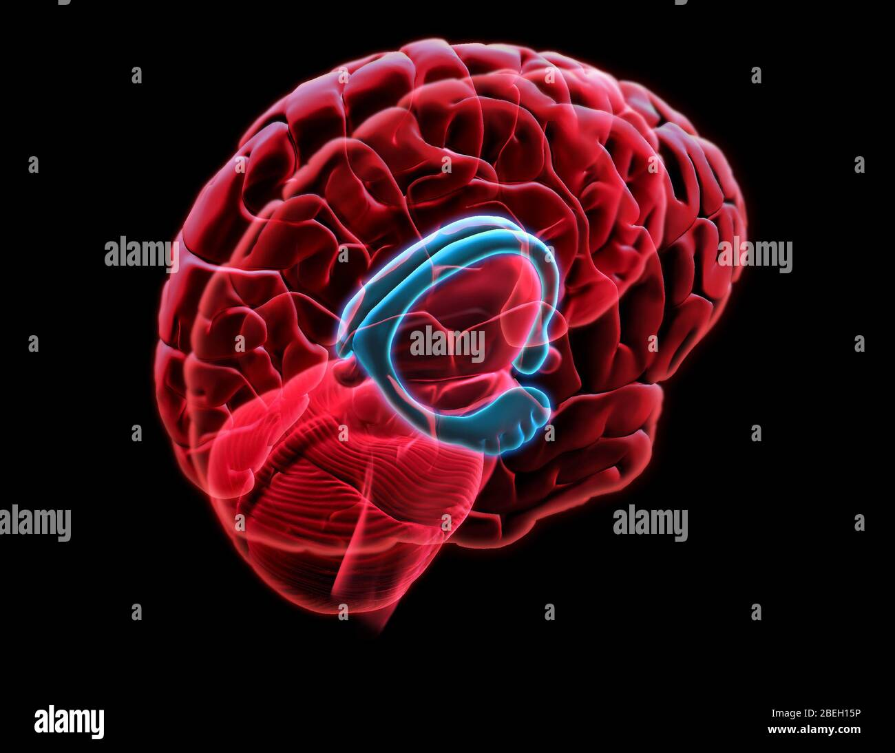 Human hippocampus anatomy Biology Diagrams