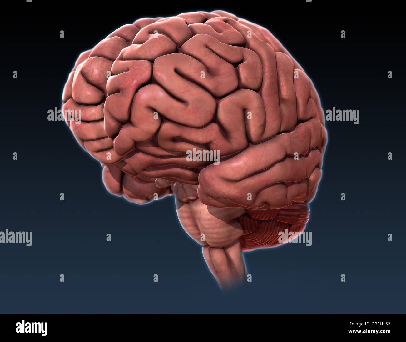 Human brain hi-res stock photography and images - Alamy