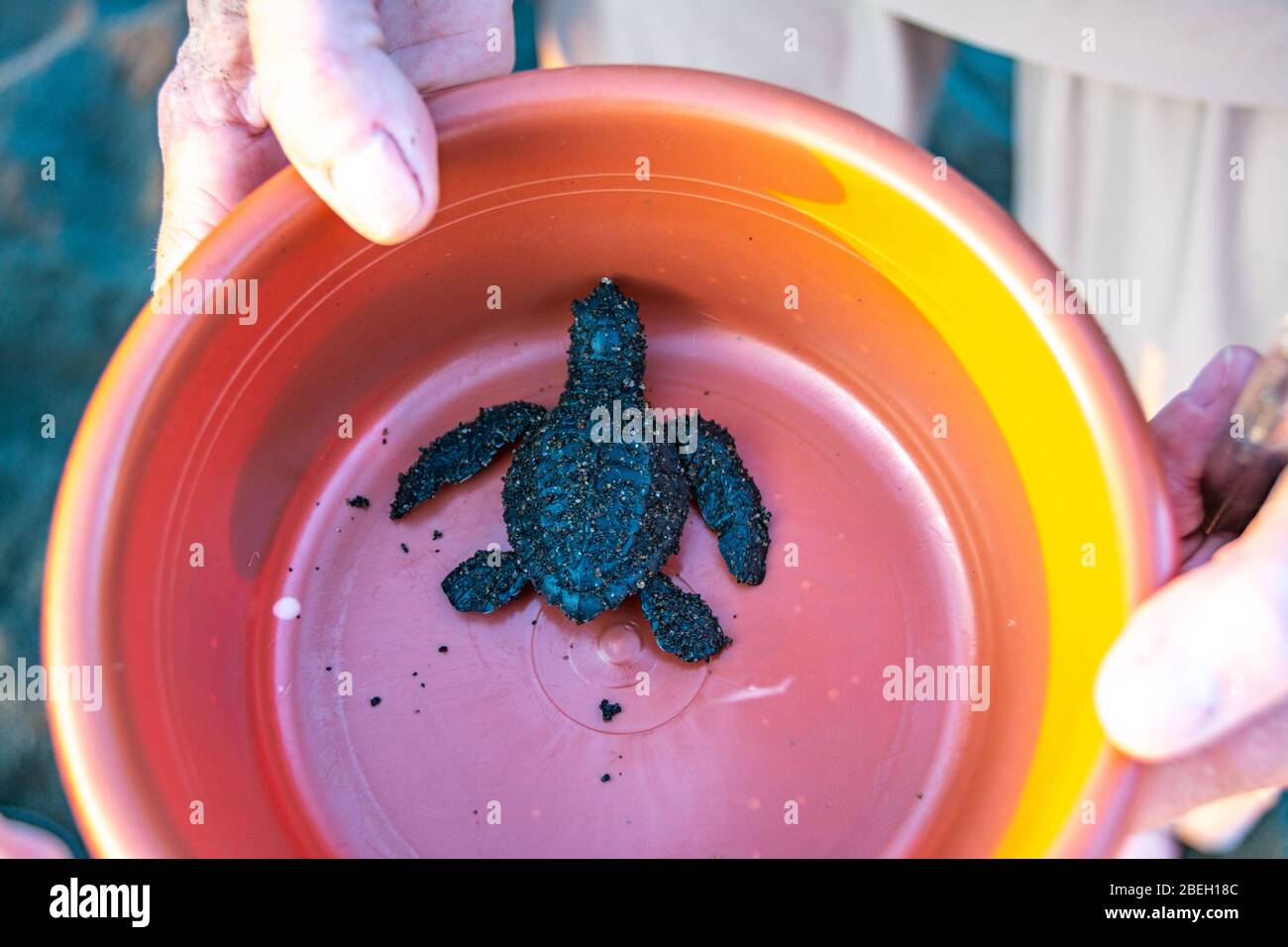 Baby turtle to be released at Monterrico Beach, Guatemala Stock Photo