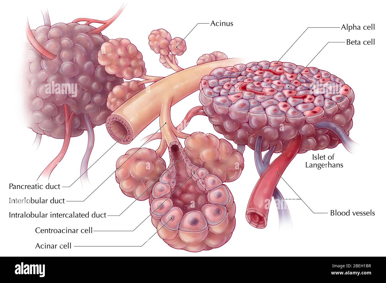 Islets of Langerhans Stock Photo