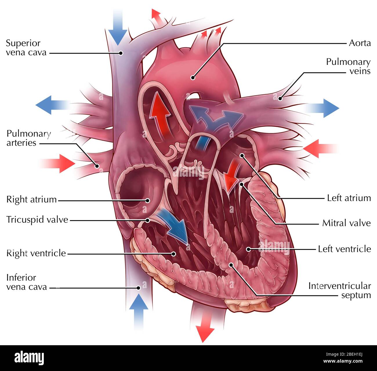 Heart Blood Flow Stock Photo