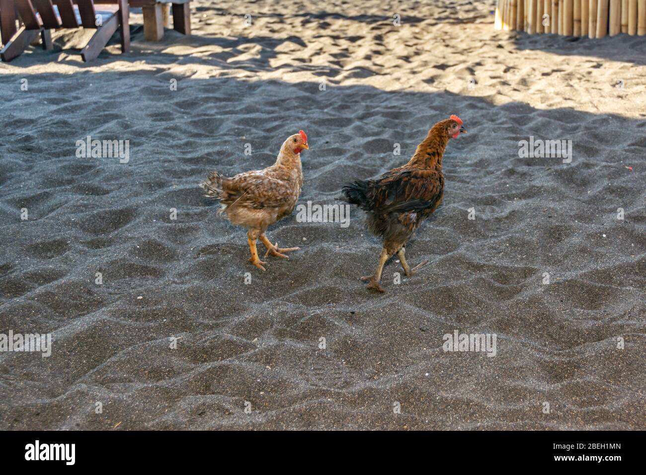 Chickens on Monterrico Beach, Guatemala Stock Photo