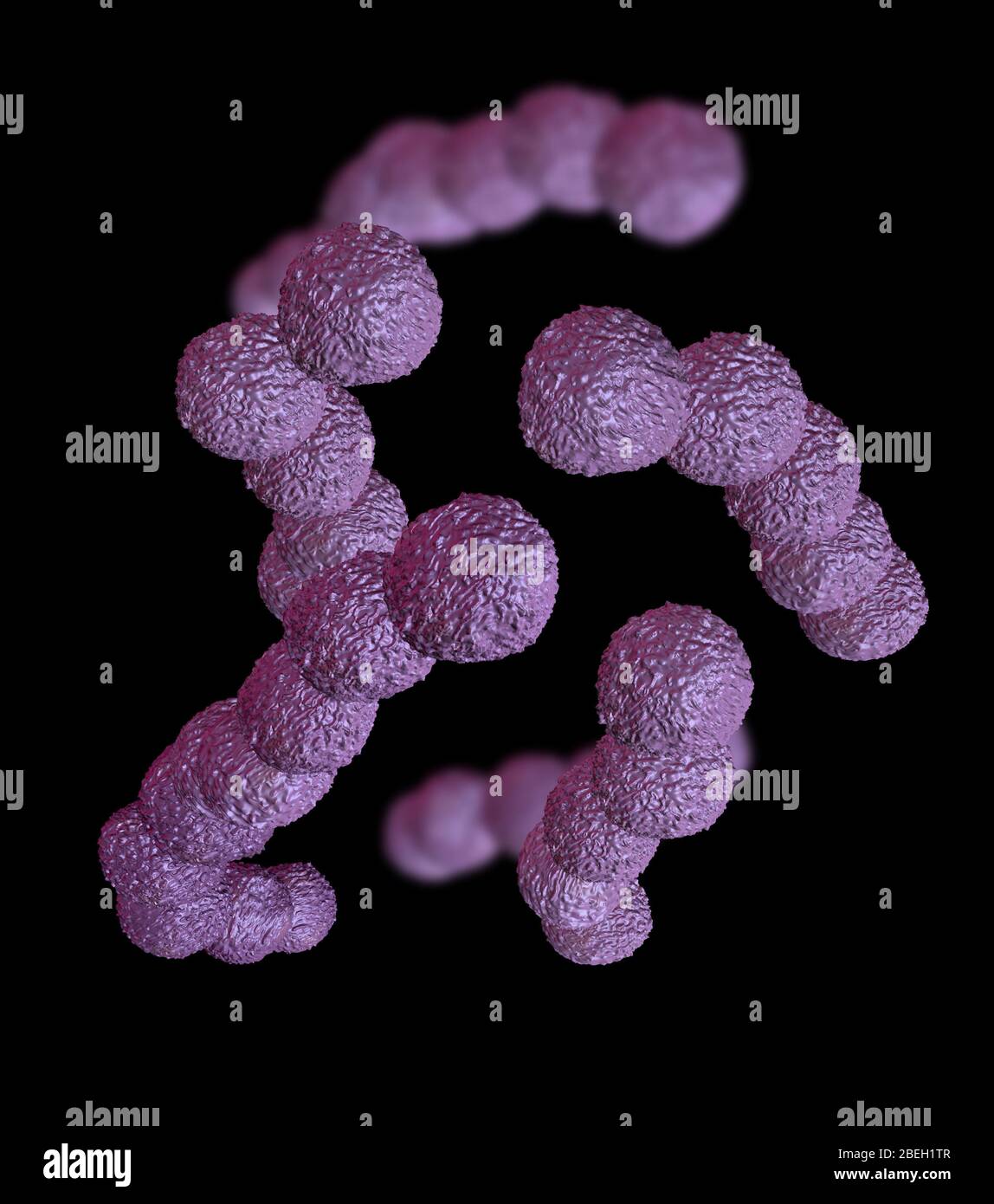 Streptococcus agalactiae Stock Photo