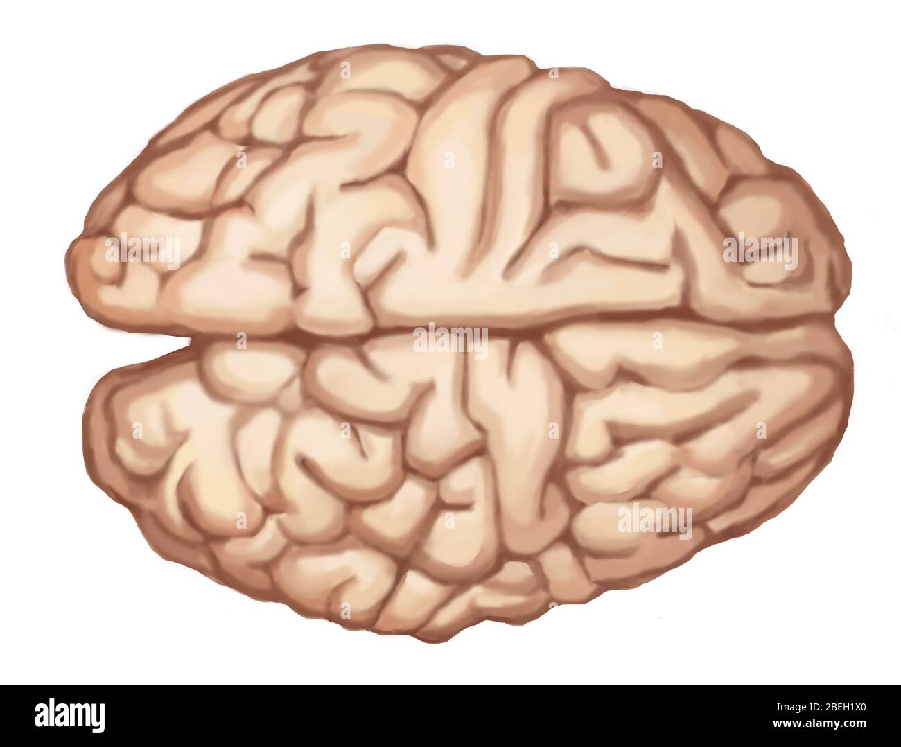 Science medical human brain hi-res stock photography and images - Alamy