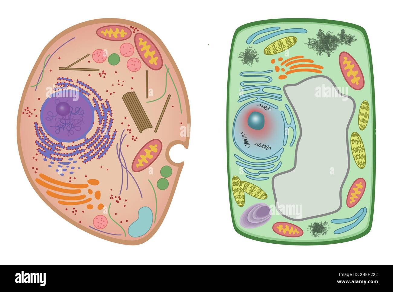 Animal Cell and Plant Cell Stock Photo