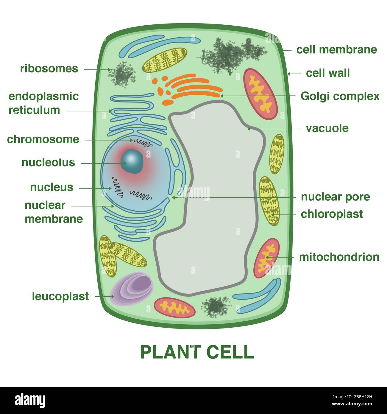 Plant Cell Stock Photo