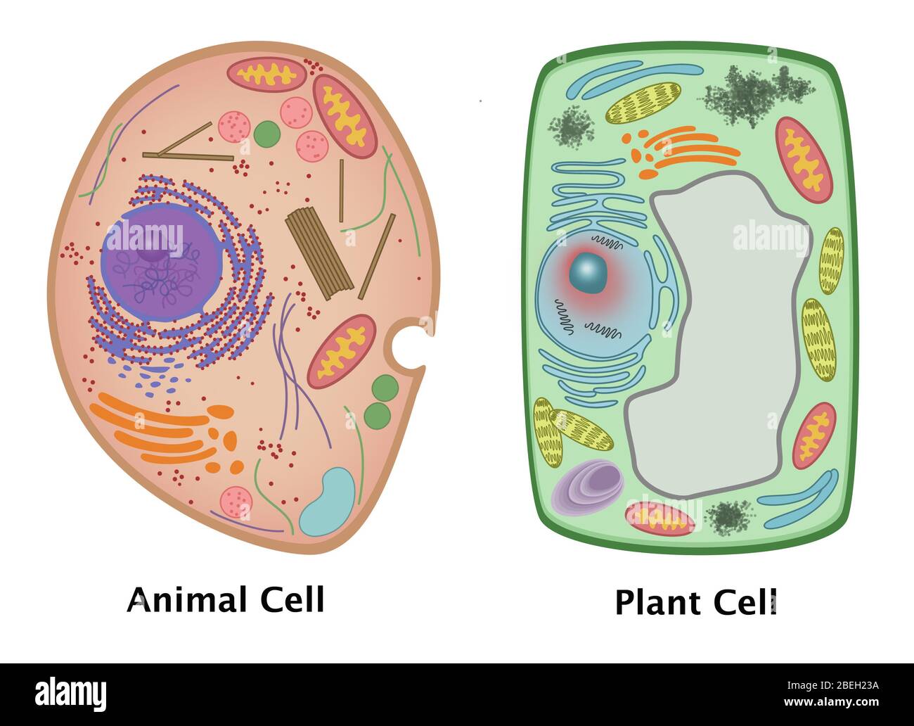 Animal Cell and Plant Cell Stock Photo