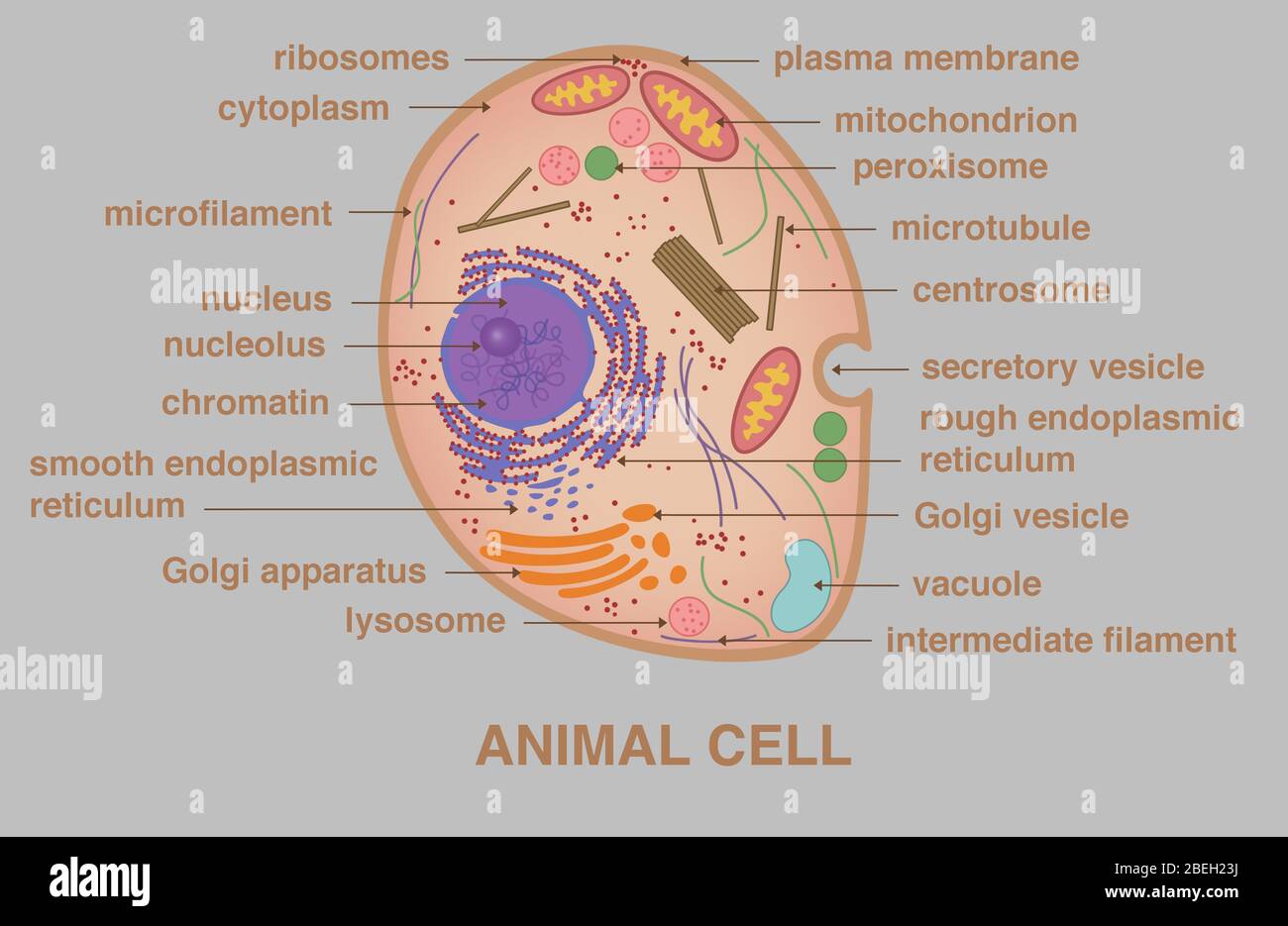 Smooth Endoplasmic Reticulum High Resolution Stock Photography And Images Alamy