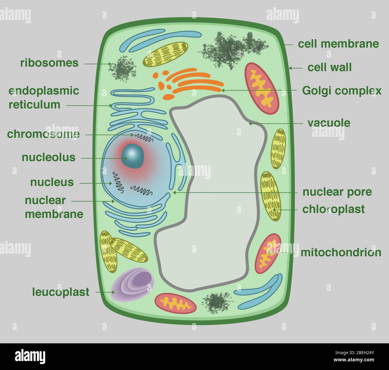 what does chromatin look like in a plant cell