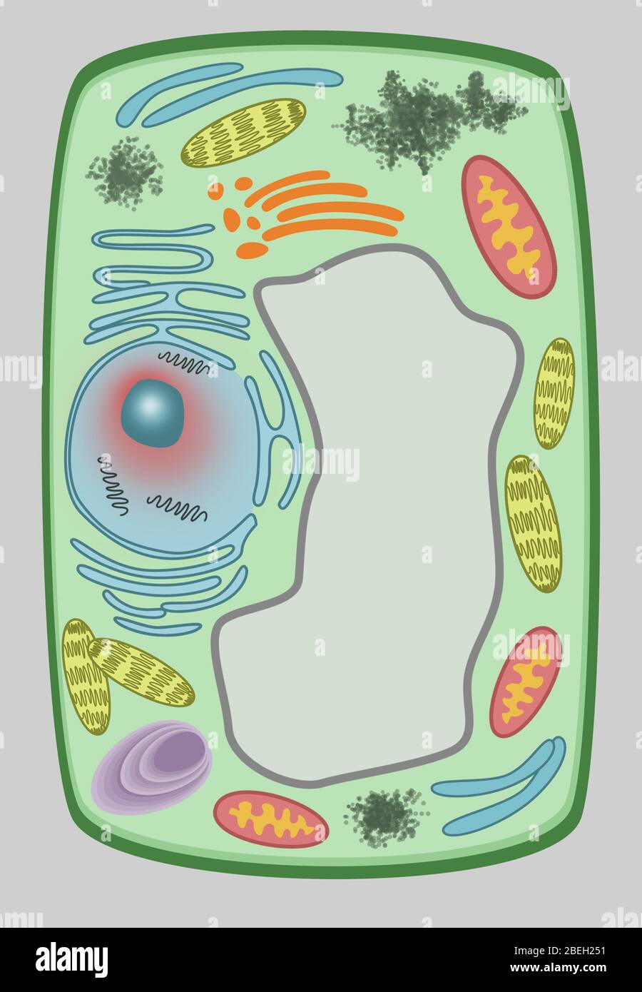 Plant Cell Stock Photo