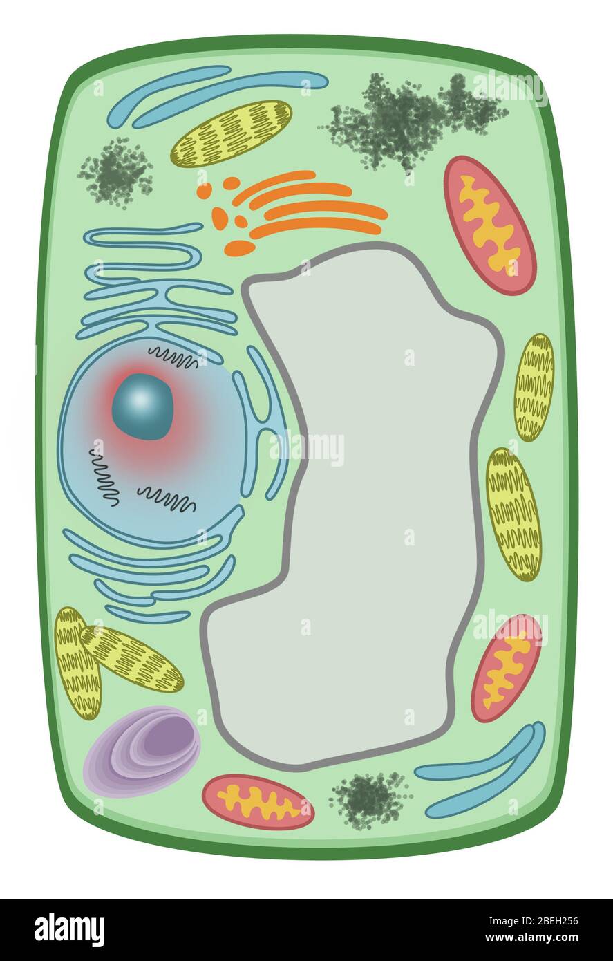 Plant Cell Stock Photo