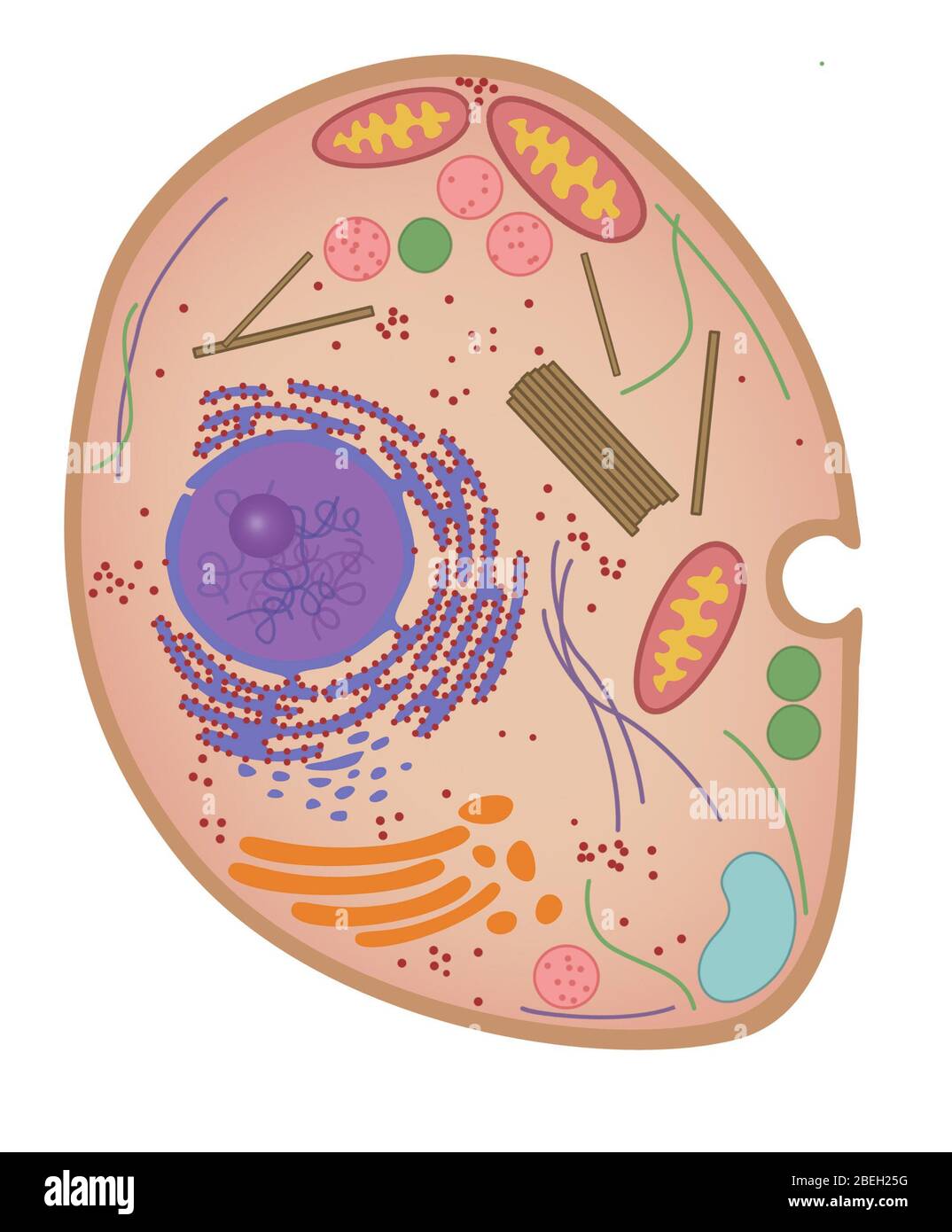 unlabeled eukaryotic animal cell