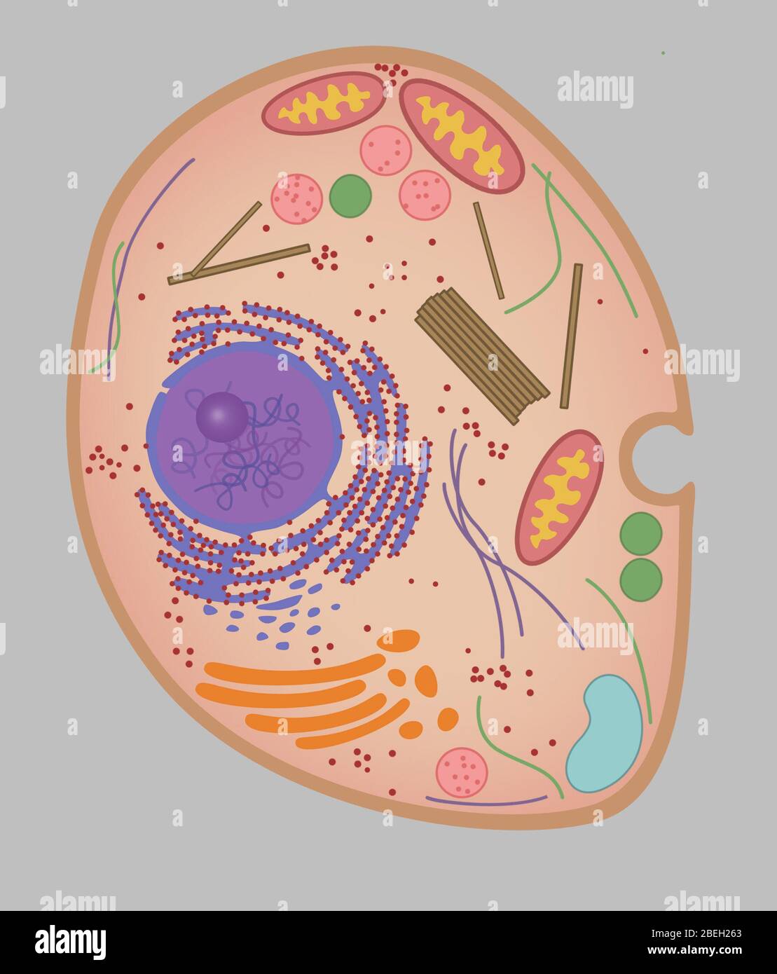 Centrosome hi-res stock photography and images - Alamy