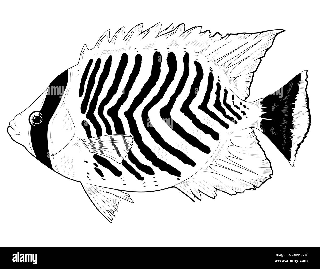 Chevron Butterflyfish, illustration Stock Photo