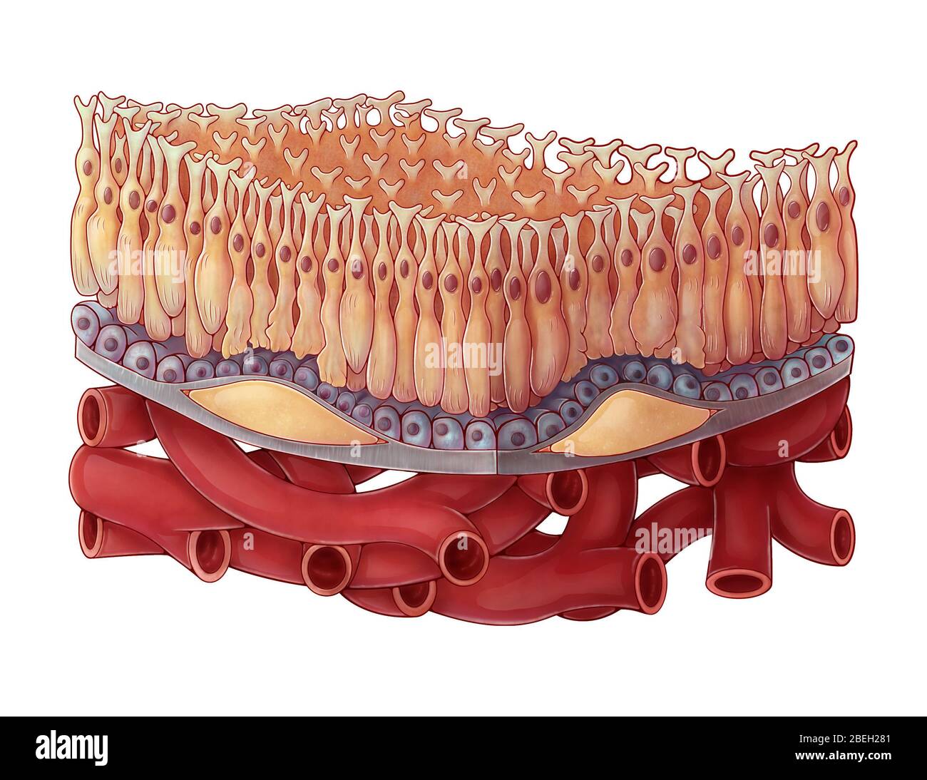 Dry AMD, Illustration Stock Photo