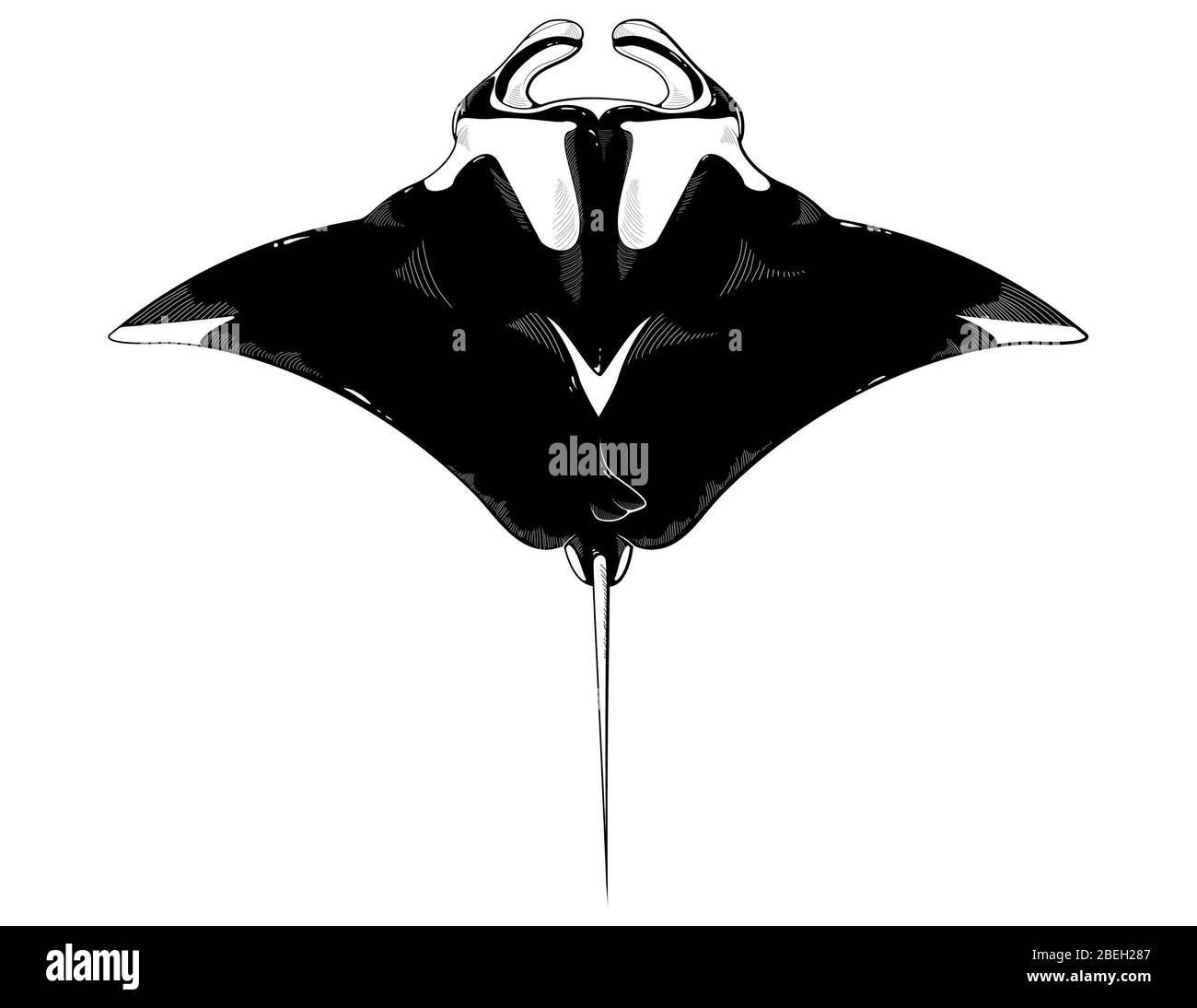 Giant Oceanic Manta Ray, illustration Stock Photo