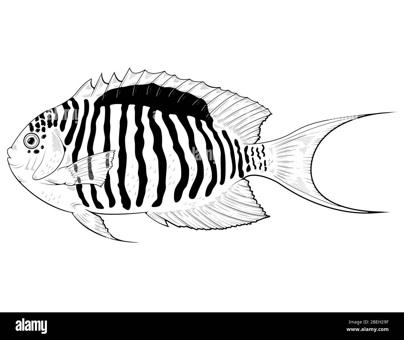 Zebra Angelfish, illustration Stock Photo