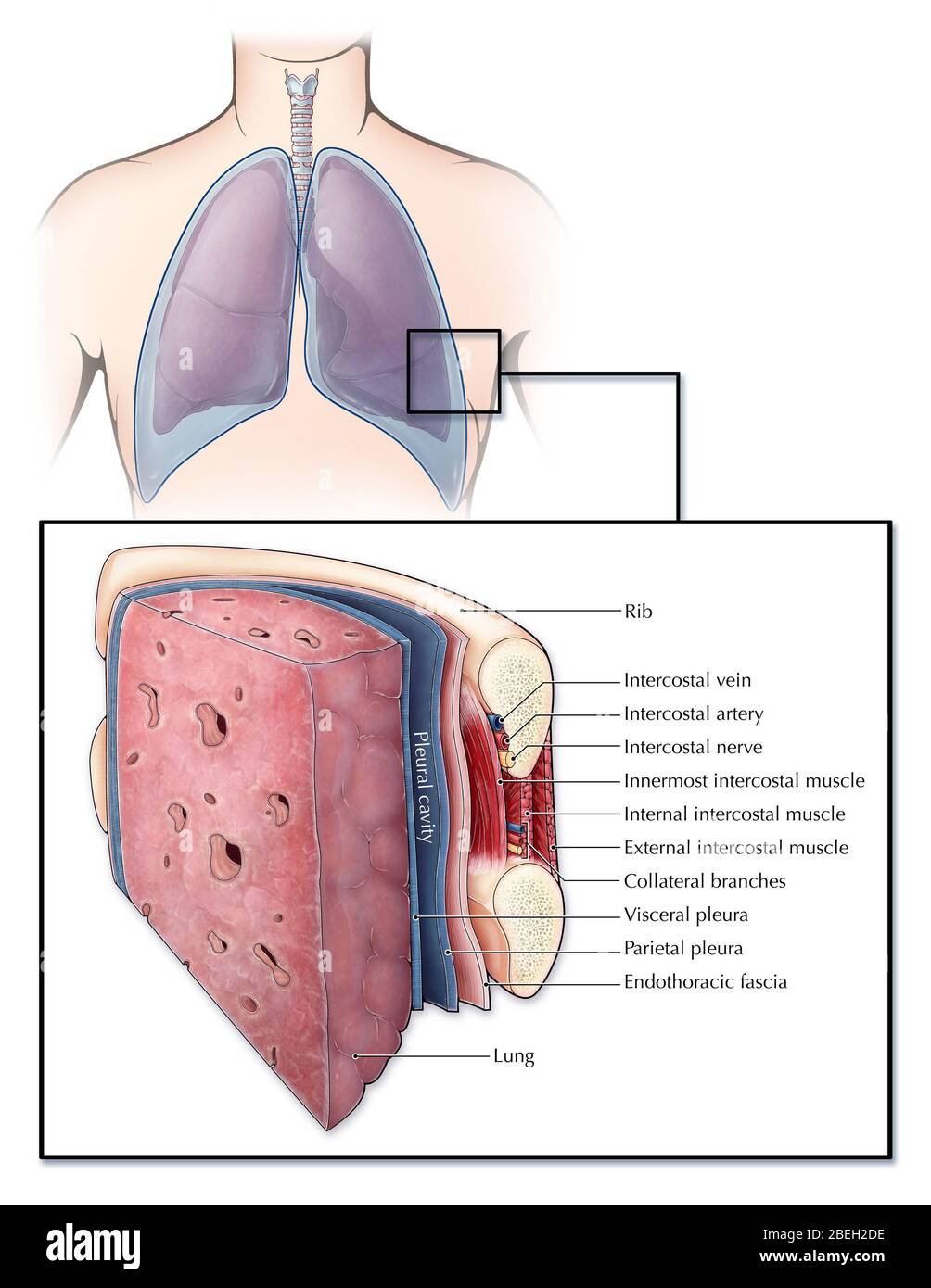 An illustrated section of a lung and the ribcage showcasing different layers of tissue and muscle. The pleura (blue) is a serous membrane covering the lungs (visceral pleura) and chest wall (parietal pleura), creating a fluid filled space (pleural cavity) which lubricates the lungs to aid in breathing. Between each rib are a series of intercostal muscles, arteries, veins and nerves. A layer of endothoracic fascia also lines the inner surface of the ribcage. Stock Photo
