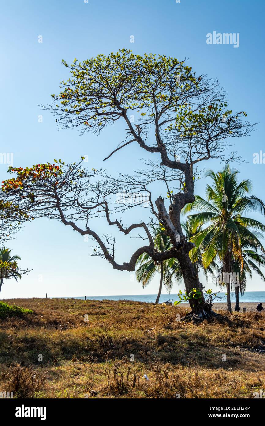 National tree of guatemala hires stock photography and images Alamy