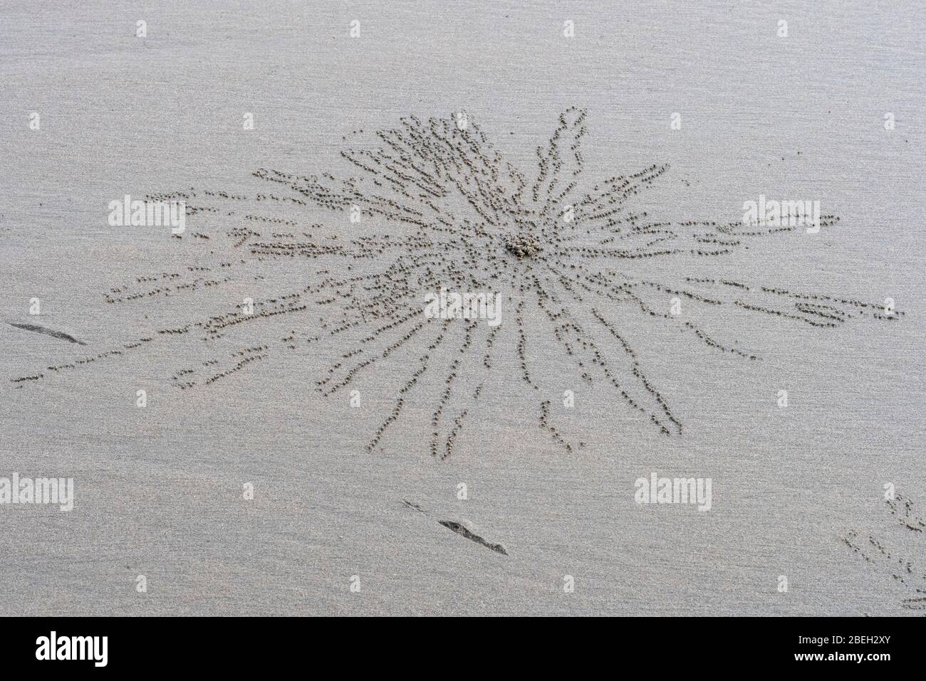 Crab footprints on the sand of a beach south of Cox's Bazar Stock Photo