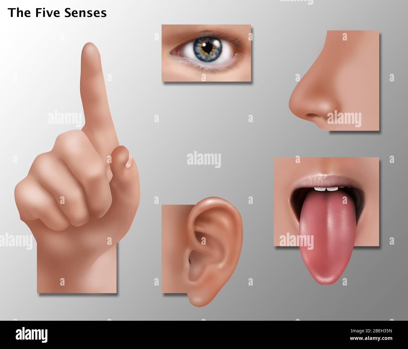 Five Senses, Illustration Stock Photo