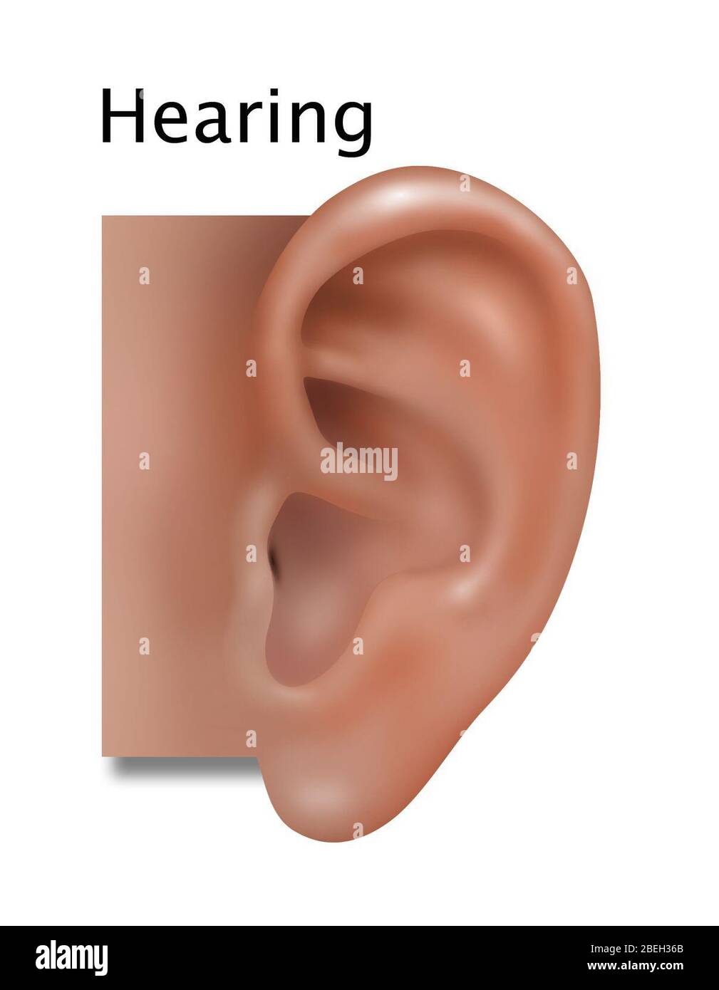 Hearing, Illustration Stock Photo