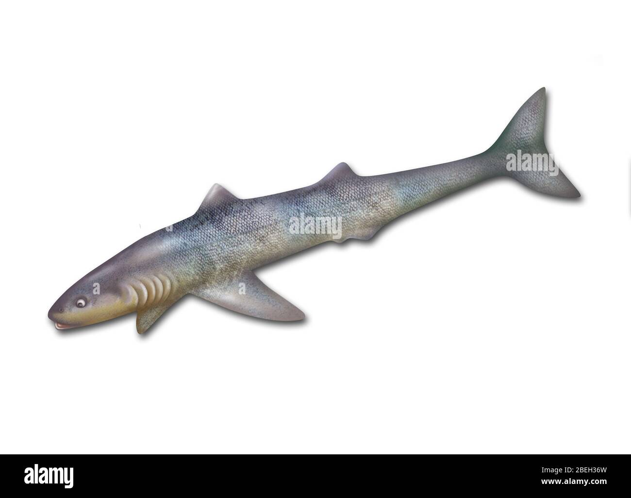 Cladoselache, Extinct Shark Stock Photo