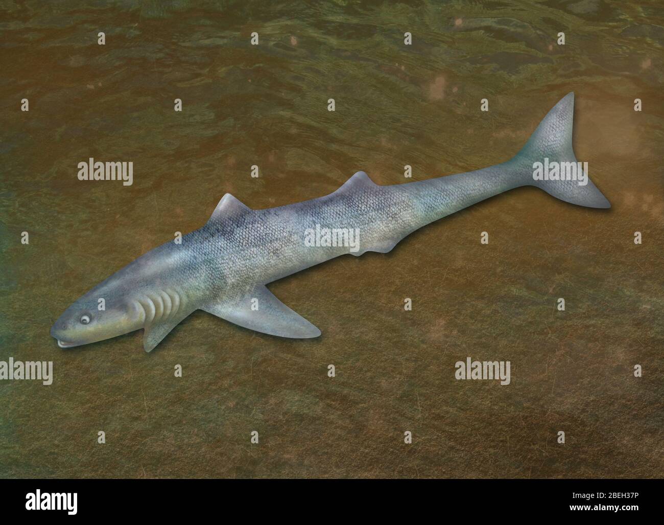 Cladoselache, Extinct Shark Stock Photo