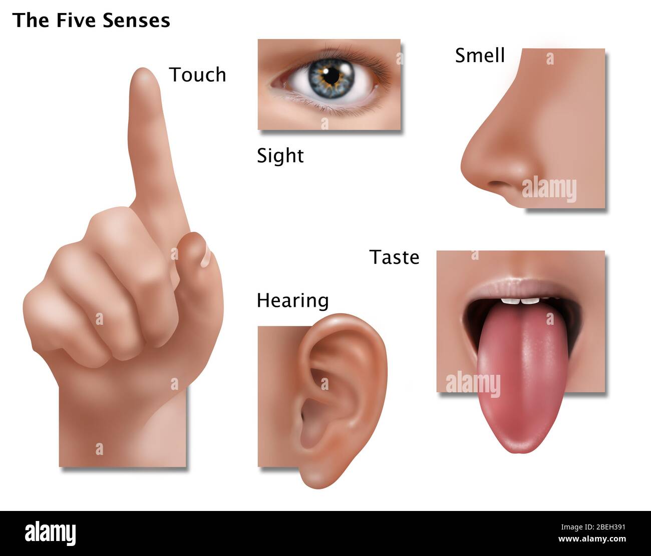 An illustration showing the five senses: touch, sight, smell, taste, and hearing. Stock Photo