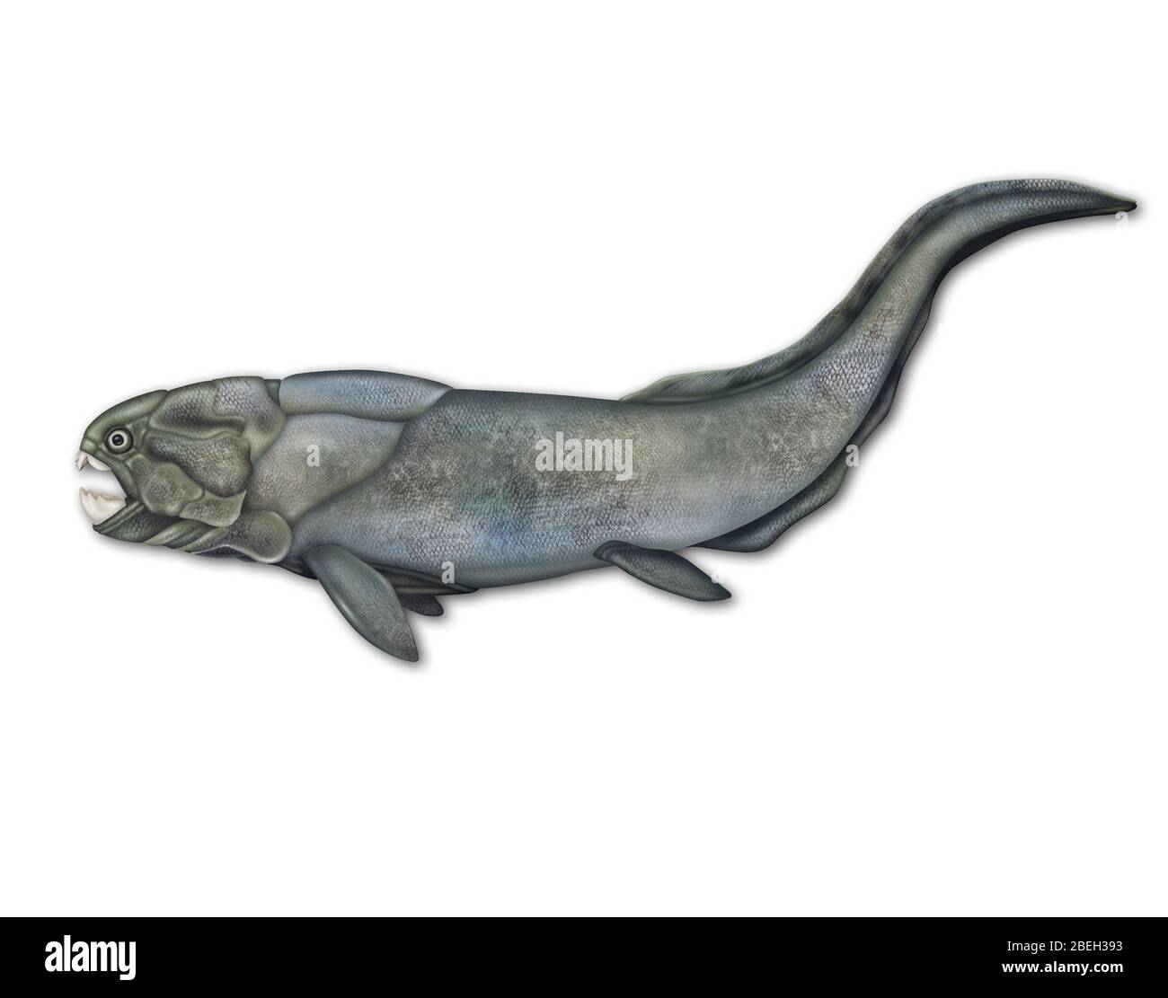 Placoderm, Extinct Fish Stock Photo - Alamy