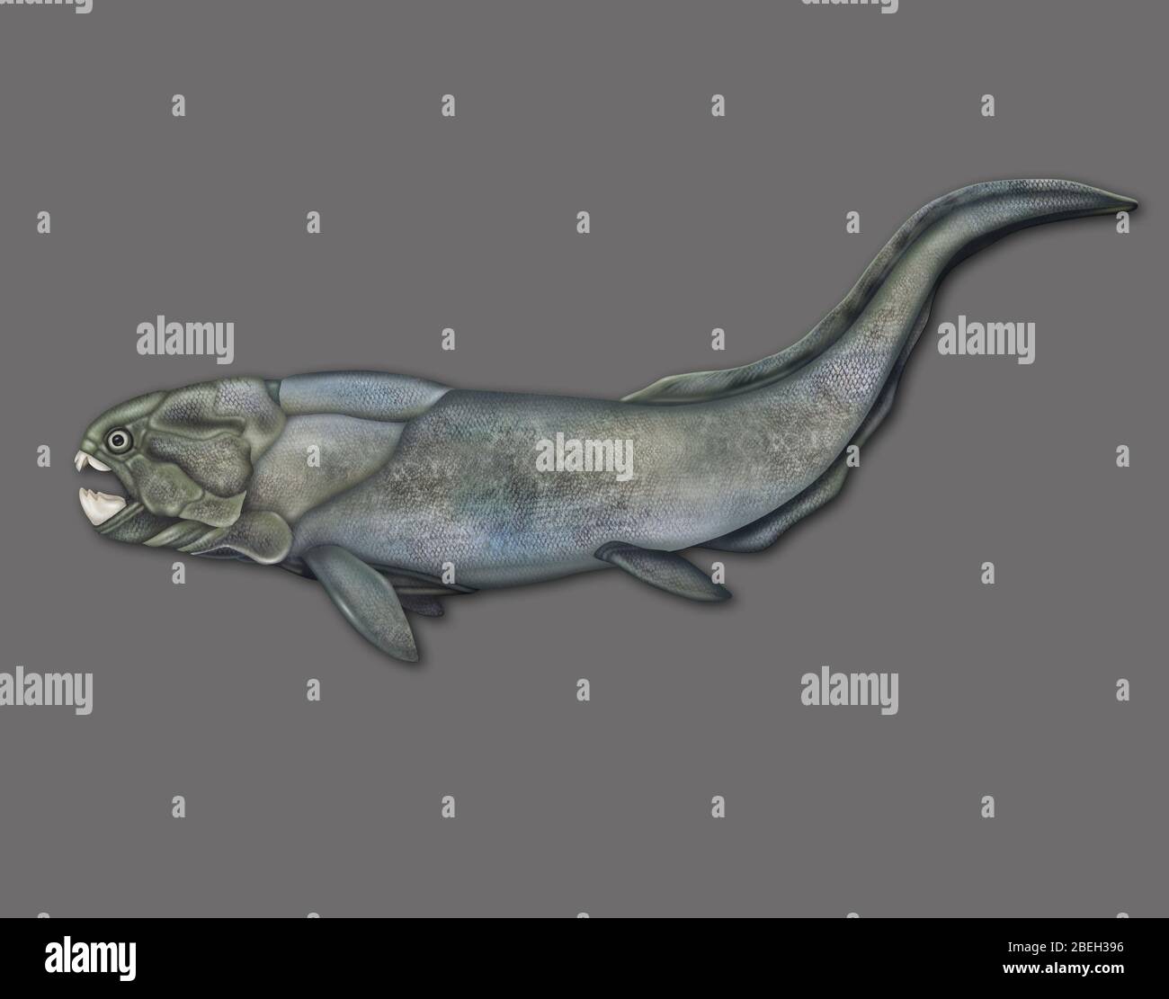 Placoderm, Extinct Fish Stock Photo Alamy