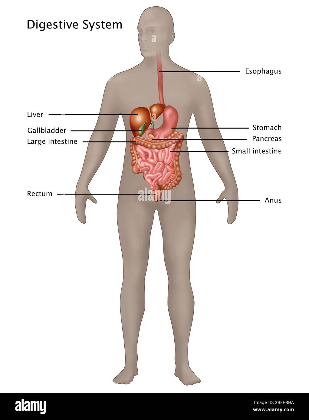 Male Digestive System Stock Photo