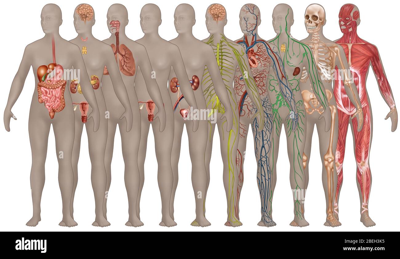 human female body organs