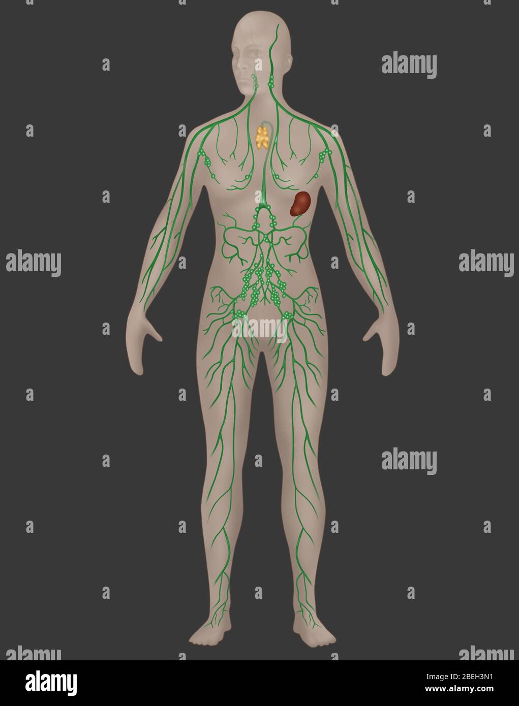 Lymphatic System in Female Anatomy Stock Photo