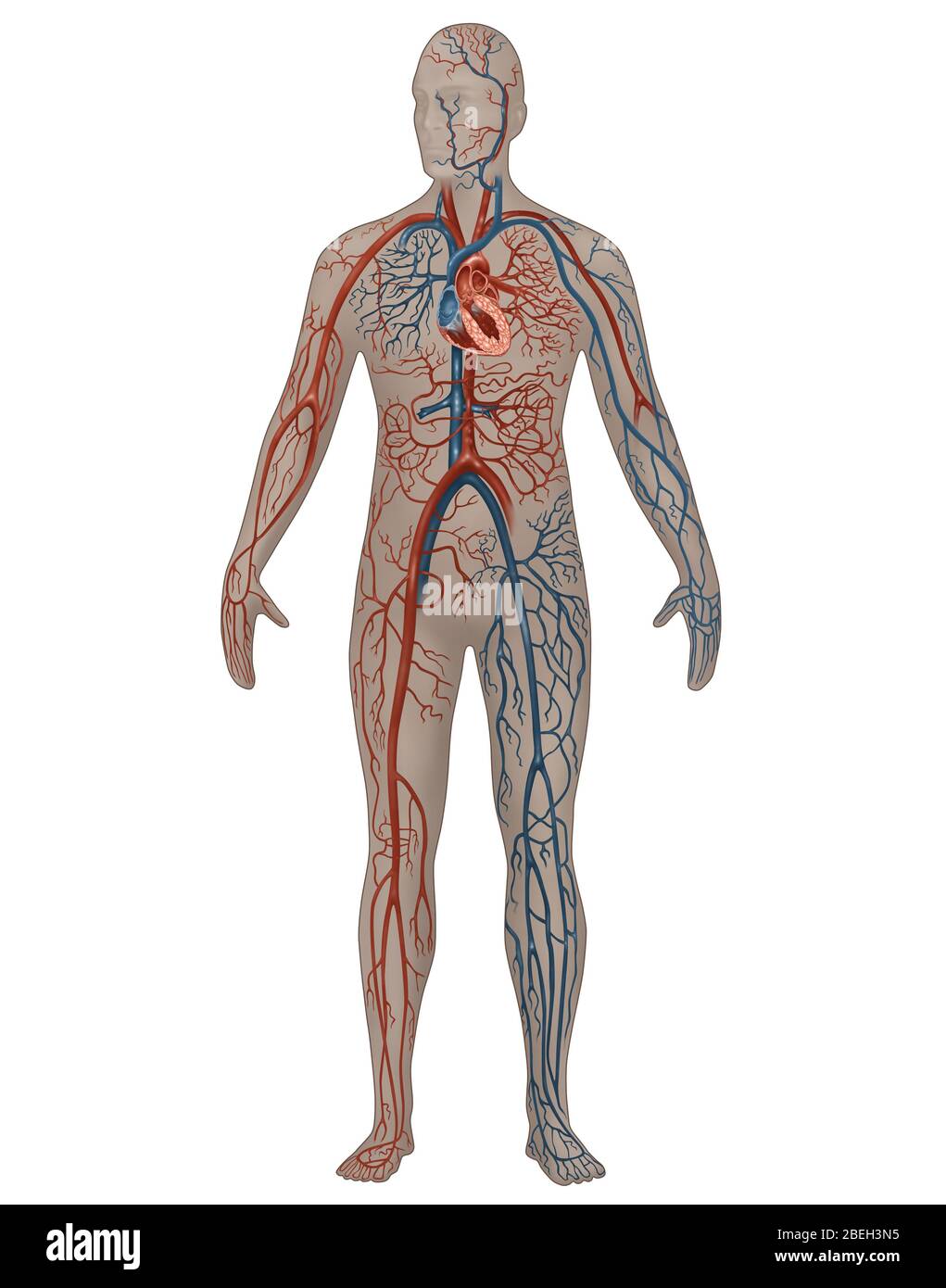 Circulatory System in Male Anatomy Stock Photo