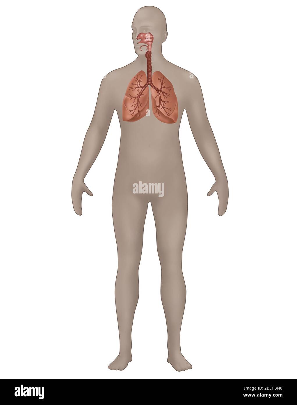 Respiratory System in Male Anatomy Stock Photo