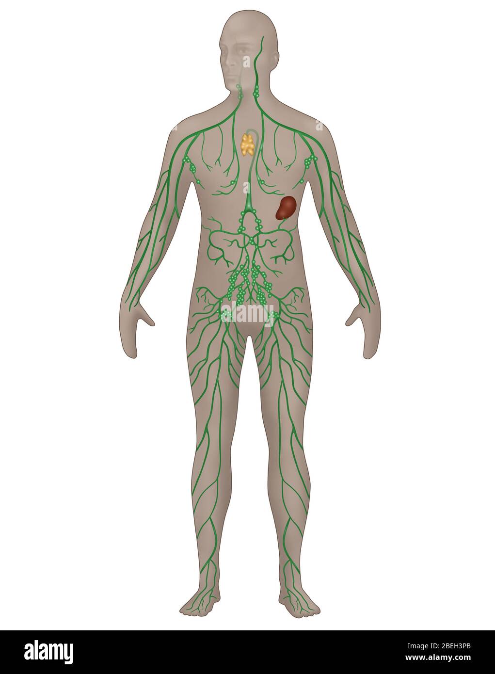 Lymphatic System in Male Anatomy Stock Photo