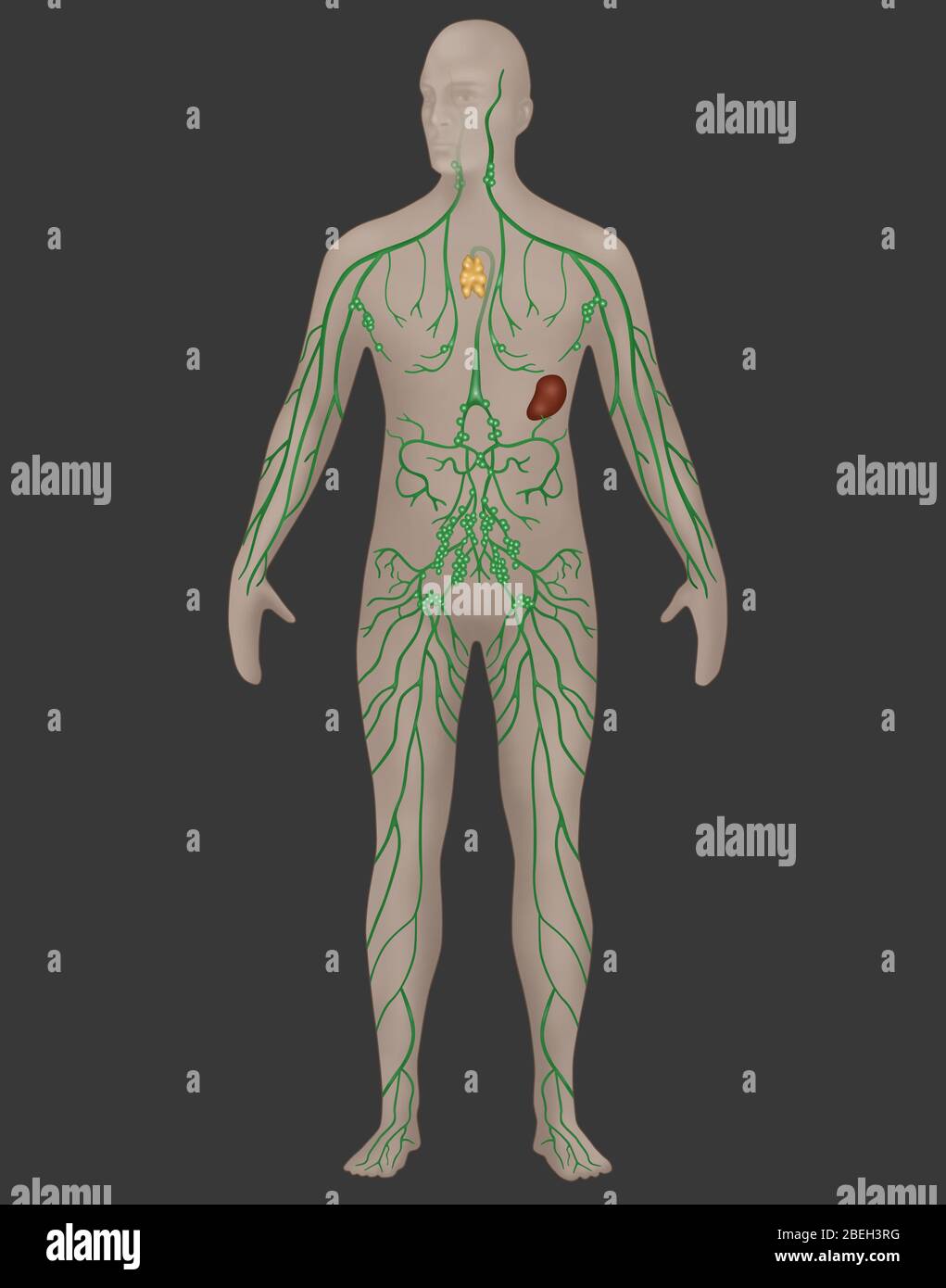 Lymphatic System in Male Anatomy Stock Photo