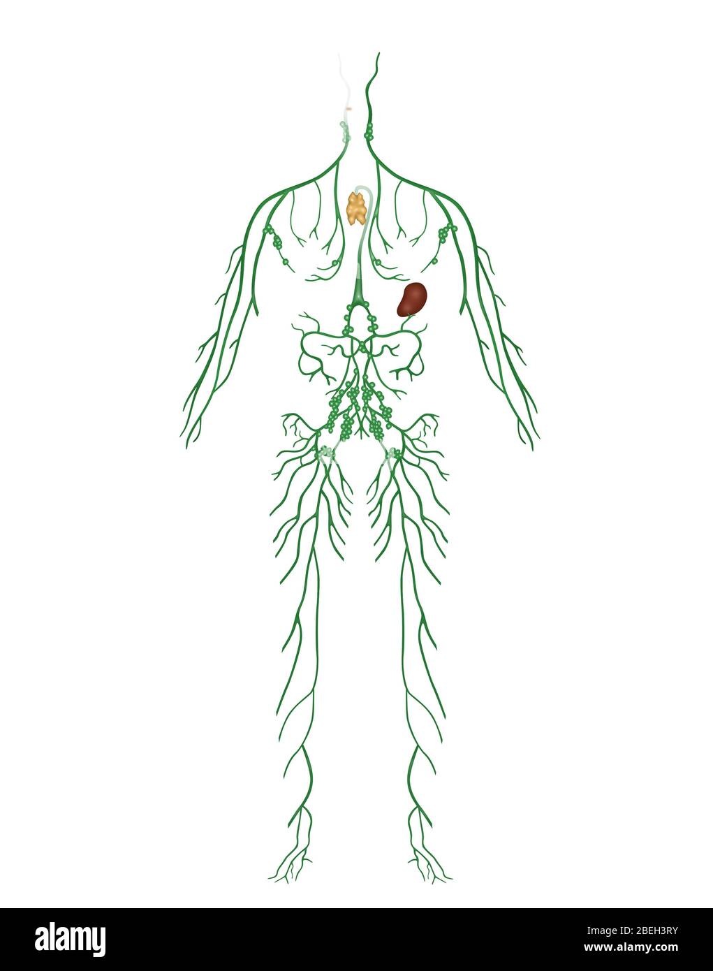 Lymphatic System, Illustration Stock Photo