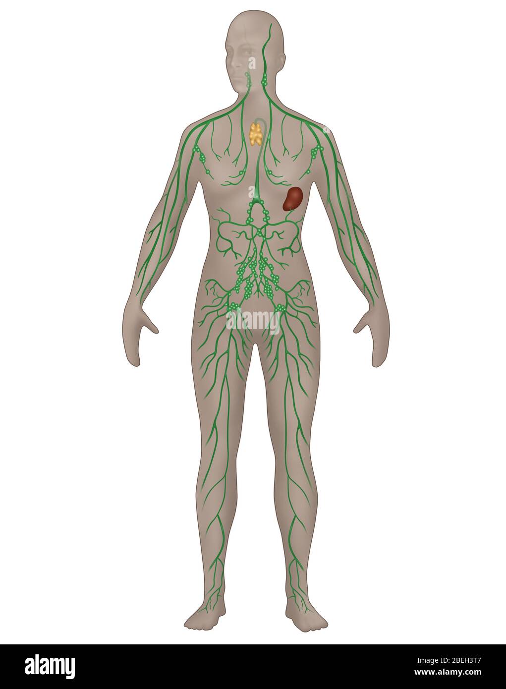 Lymphatic system without labels