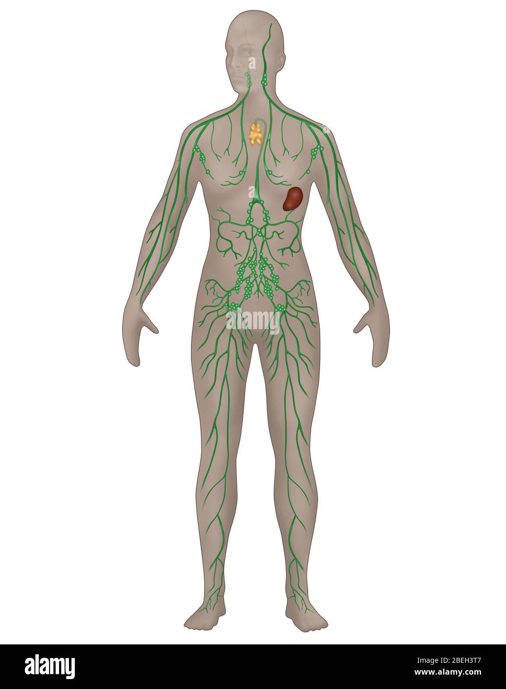 Lymphatic System in Female Anatomy Stock Photo