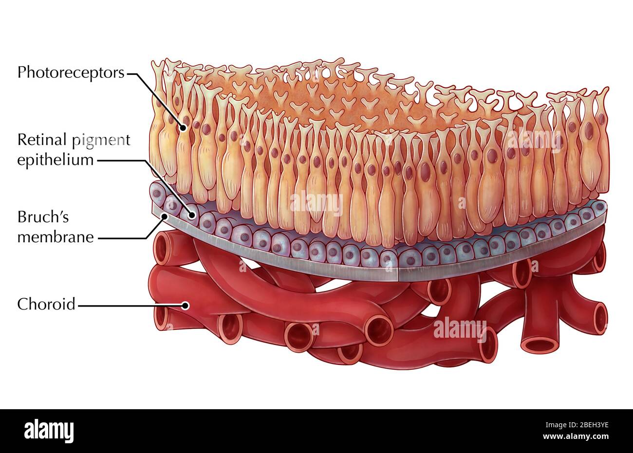 The retina and retinal pigment epithelium (RPE)
