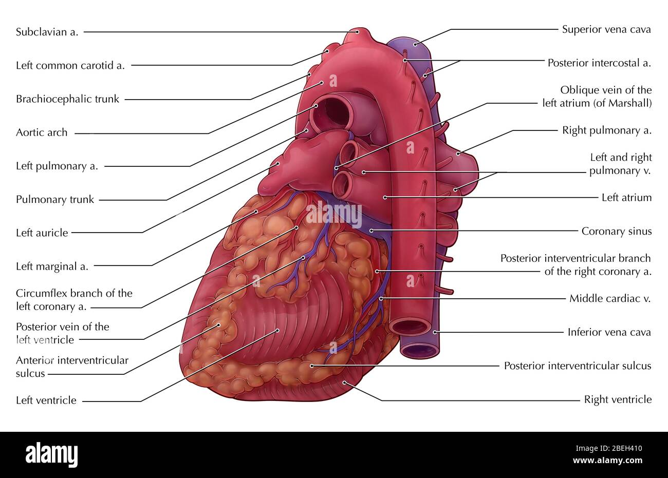 Heart Illustration Posterior View Stock Photo Alamy