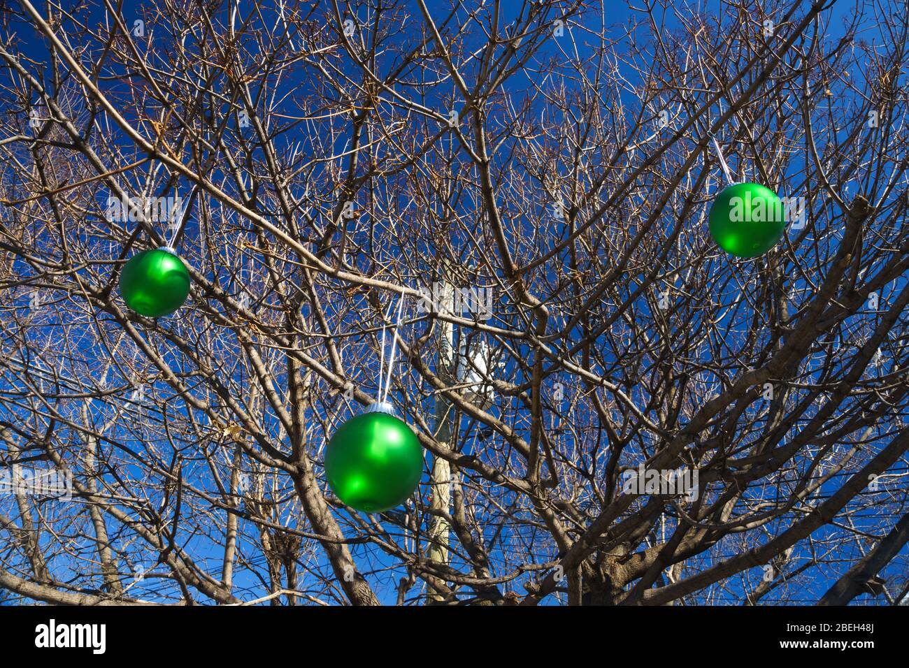Three green Christmas baubles hanging from the bare branches of a maple tree on a sunny day. Stock Photo