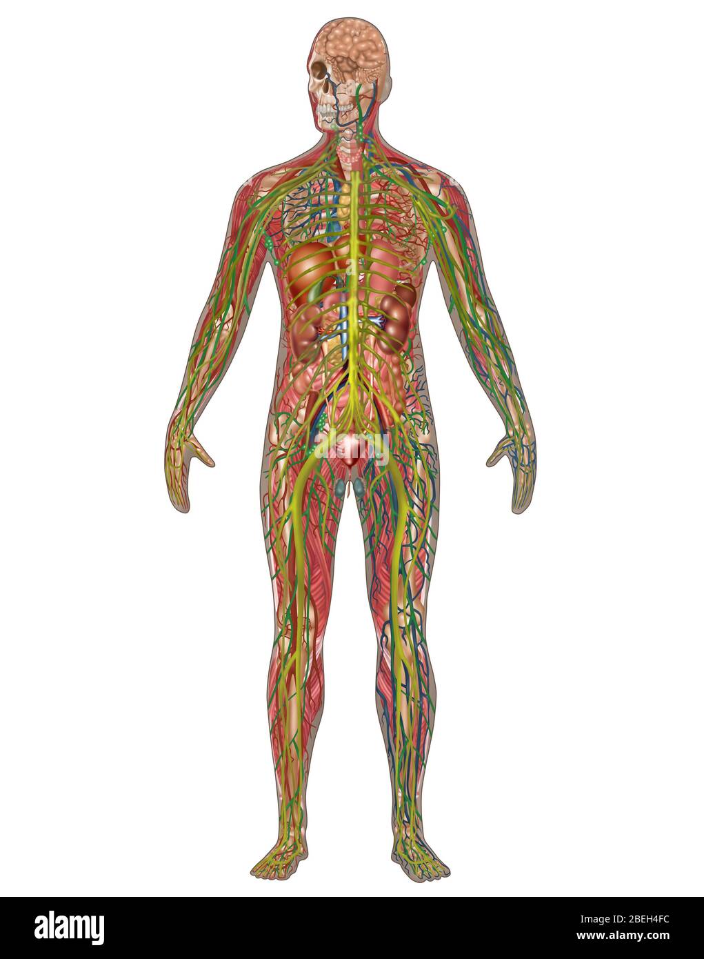 All Body Systems in Male Anatomy Stock Photo