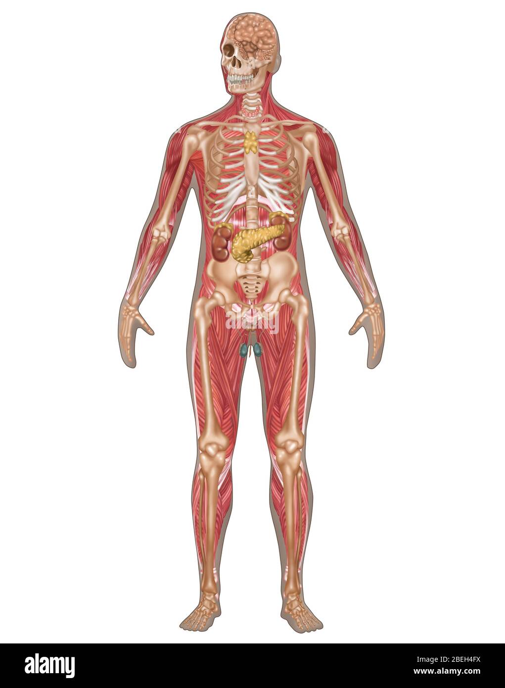 Endocrine, Skeletal & Muscular Systems, Male Stock Photo